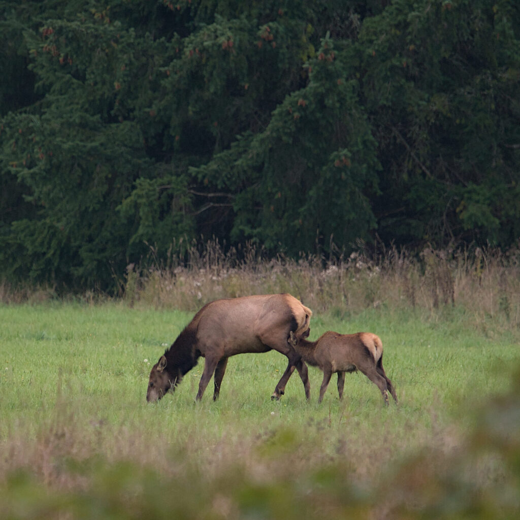 20241011 nisqually (10)